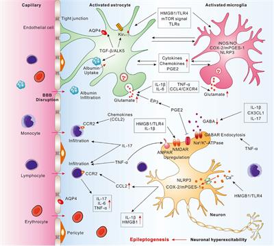 Neuroinflammation in epileptogenesis: from pathophysiology to therapeutic strategies